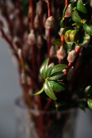 Spruce branches macro in sunlight with blurred background.の写真素材