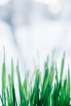 Green grass close-up on the window with blurred background..の写真素材