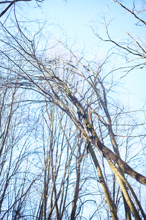Evening forest March landscape. The concept of travel.の写真素材