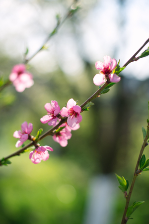 Flowering spring trees with a blurred background.の写真素材