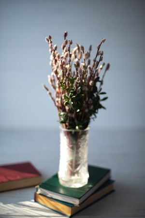 Spruce branches on the books in a glass vase on a white wooden background.の写真素材