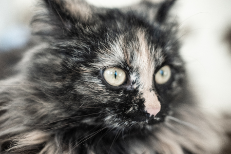 Muzzle of a shaggy fat cat close-up with a blurred background.の写真素材