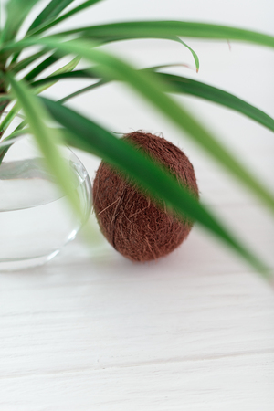 A branch of a palm tree in a glass vase with coconut.の写真素材