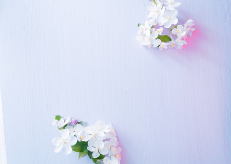 Flowering apple tree branches on a blue wooden background.の写真素材