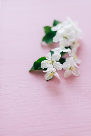 Apple flowers on a pink wooden background.の写真素材