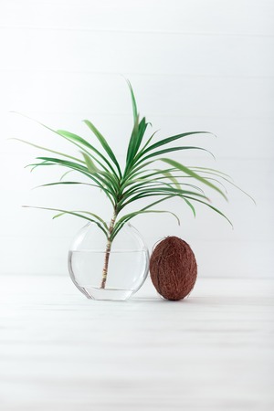 A branch of a palm tree in a glass vase with coconut.の写真素材