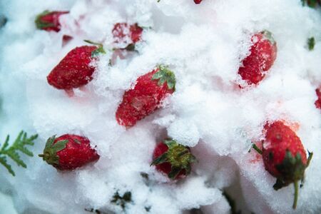 Frozen strawberries in the snow and ice.の写真素材