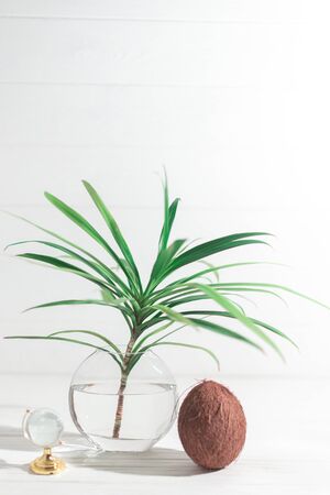 A branch of a palm tree in a glass vase with coconut.の写真素材