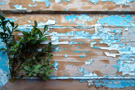 The branches of cypress on blue old wooden background.の写真素材