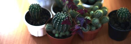 Cacti in pots on a wooden table.の写真素材