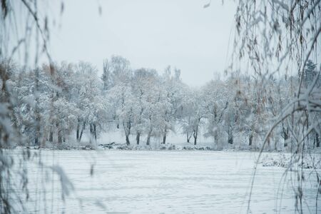 Winter snowy day in nature near the pond in the park.の写真素材