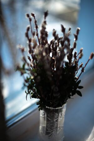 Spruce branches on the books in a glass vase on a white wooden background.の写真素材