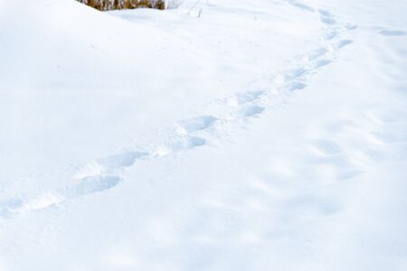 Winter park in the snow in the evening.の写真素材
