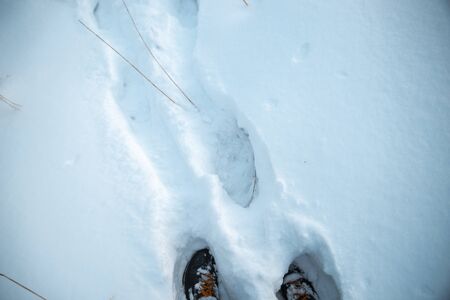 Winter park in the snow in the evening.の写真素材