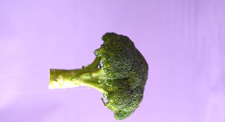 Fresh broccoli in the air on a purple background.