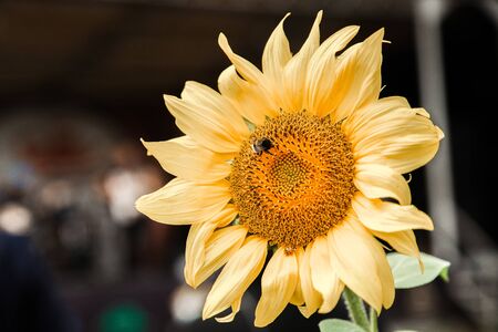 Bee in a blooming sunflower close-up with a blurry background.の写真素材