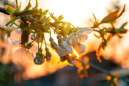 Spring flowering peach tree in the sun with a blurry background.の写真素材