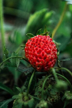 Ripe strawberries in the bushes at the cottage in the garden.の写真素材