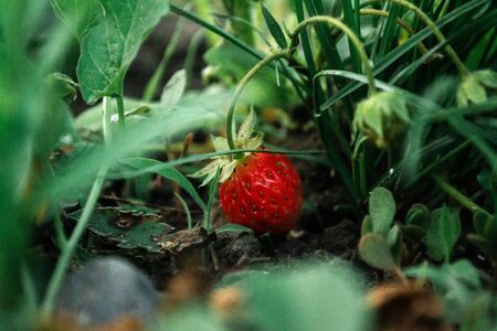 Ripe strawberries in the bushes at the cottage in the garden.の写真素材