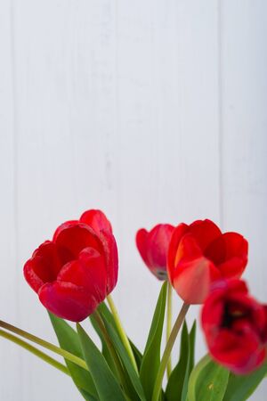 Red tulips on a white wooden background in a glass vase.の写真素材