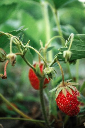 Ripe strawberries in the bushes at the cottage in the garden.の写真素材