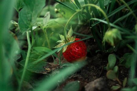 Ripe strawberries in the bushes at the cottage in the garden.の写真素材