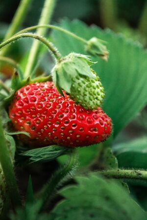 Ripe strawberries in the bushes at the cottage in the garden.の写真素材