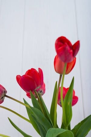Red tulips on a white wooden background in a glass vase.の写真素材
