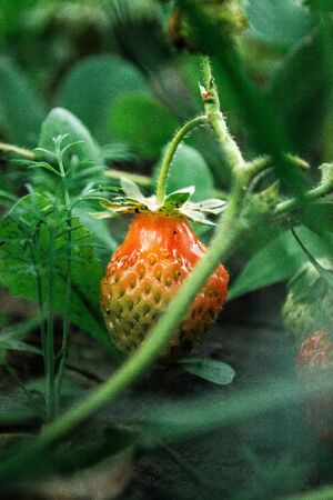 Ripe strawberries in the bushes at the cottage in the garden.の写真素材