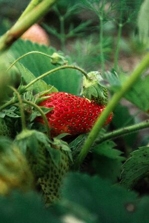 Ripe strawberries in the bushes at the cottage in the garden.の写真素材