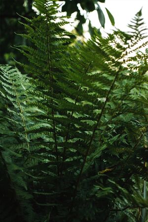 Fern in the garden at the cottage with blurry background.の写真素材