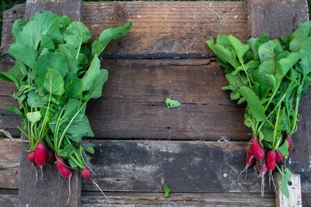 Radish with a summer house on a wooden old backgroundの写真素材