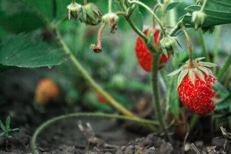 Ripe strawberries in the bushes at the cottage in the garden.の写真素材