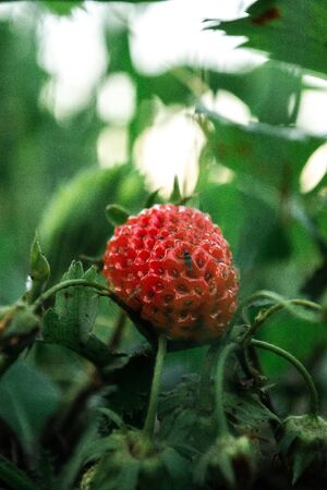 Ripe strawberries in the bushes at the cottage in the garden.の写真素材