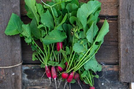 Radish with a summer house on a wooden old backgroundの写真素材