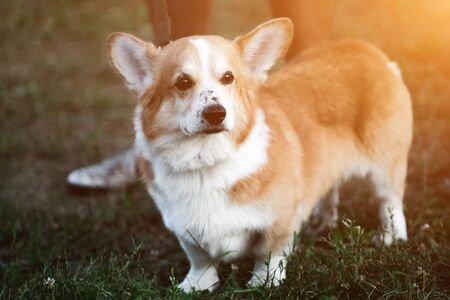Corgi dog on nature in the sunlight with blurry background.の写真素材