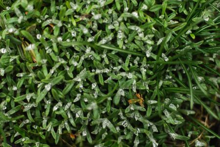 Green natural background. Green young leaves in drops of waterの写真素材