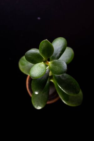 Money tree on a black background in a small clay pot.の写真素材