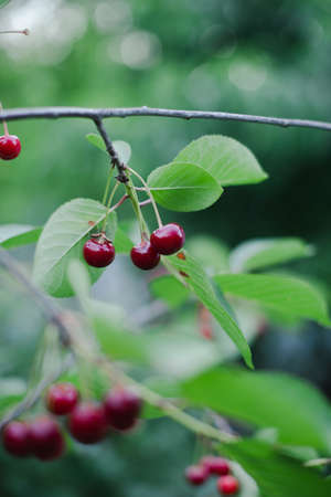 Cherry ripe in the country on a branch with a blurred green background.の写真素材