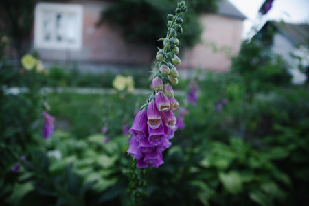 Summer flowers at the dacha in the gardenの写真素材