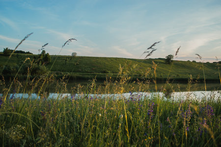 Summer sunny evening near the pond with field herbs. Ukraine