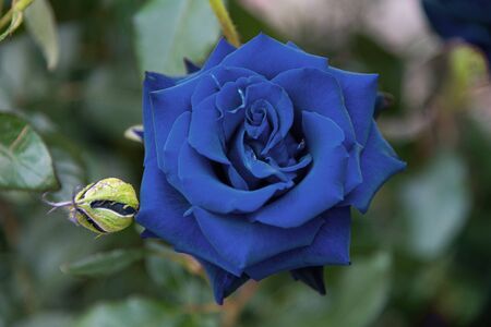 Unusual blue rose in the garden. Macro.の写真素材