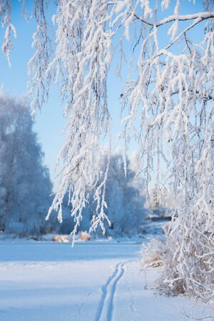 Beautiful winter sunny landscape. In the foreground, birch branches are completely in brilliant hoarfrost. There is a ski track in the snow. Background are trees with a blue shadow.の写真素材