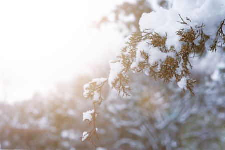 Snow on a branch of a Christmas tree on a background of a winter forest with beautiful sunshine....