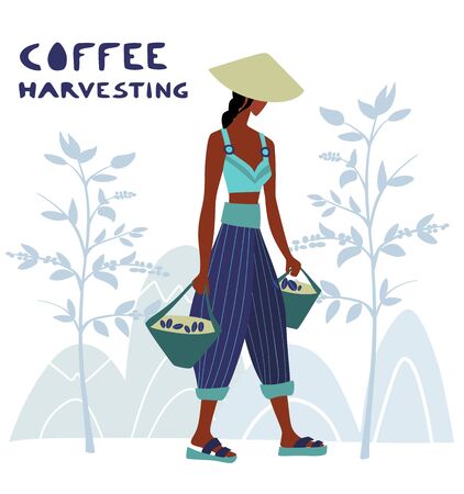 Woman unidentified coffee farmer is harvesting coffee berries in the coffee farmのイラスト素材