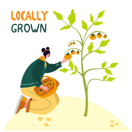 Organic farming. Agricultural workers planting and gathering crops, working on tractor, farmer, farmhouse. Flat cartoon vector illustration. Local grown.のイラスト素材