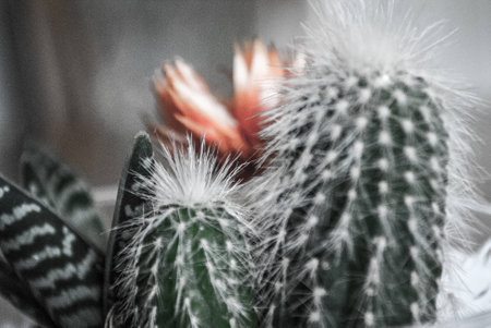 green cactusの写真素材