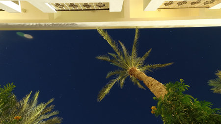 Palm tree against the background of the starry sky