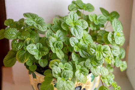 Green leaves of a home plant in a pot on a windowsillの写真素材