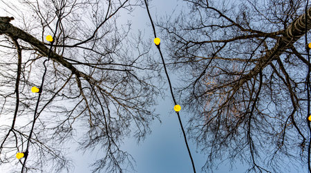 Bottom view of tree crowns and yellow light bulbsの写真素材